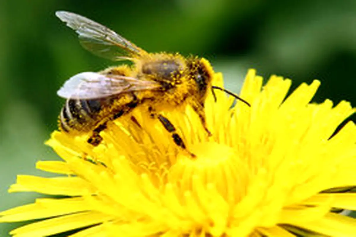 دولت ترامپ به زنبورها هم رحم نمی‌کند!
