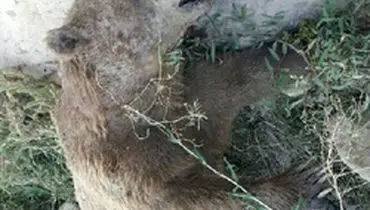 کشف جسد خرس قهوه‌ای در خراسان شمالی