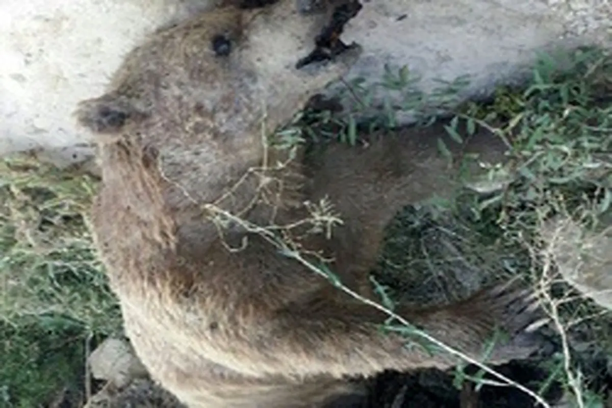 کشف جسد خرس قهوه‌ای در خراسان شمالی
