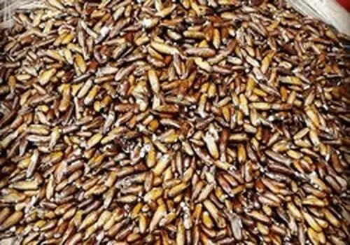 روش استخراج چلغوز از طبیعت! +فیلم