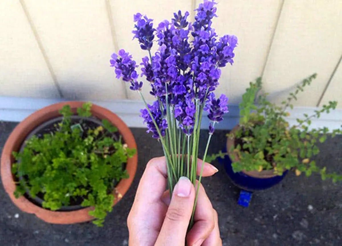 چگونه پشه های مزاحم را از خودمان دور کنیم