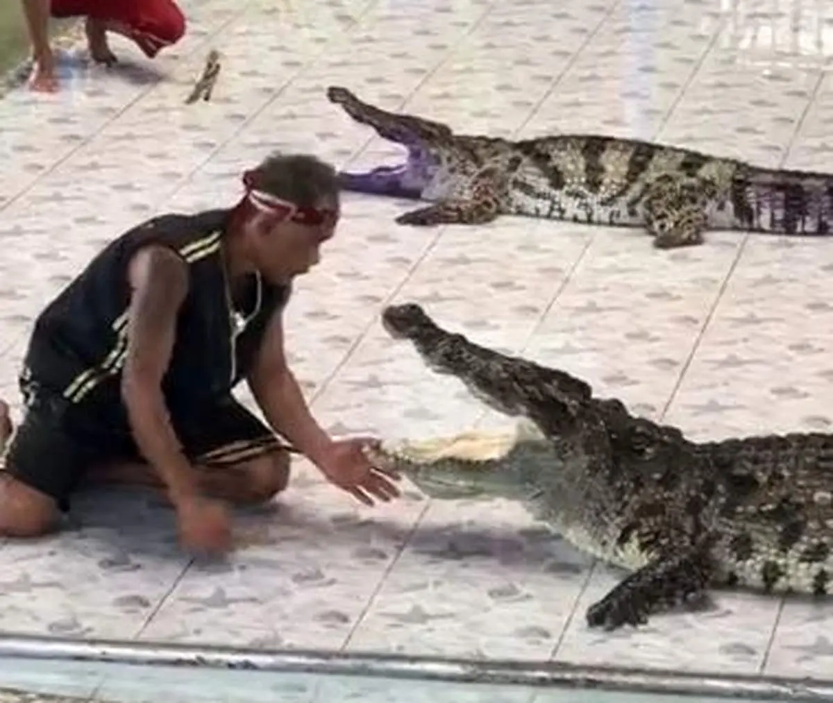 لحظه حمله تمساح به مأمور باغ وحش