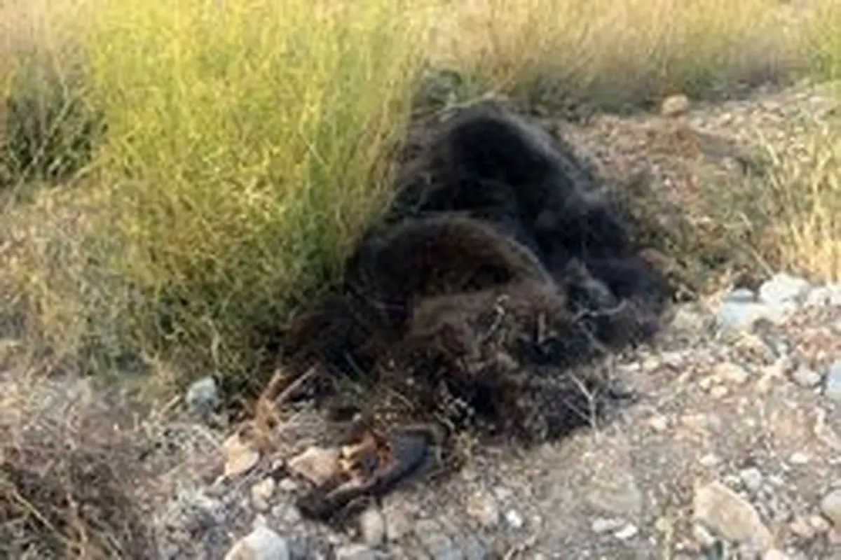 مرگ دومین خرس قهوه‌ای شاهوار در شاهرود