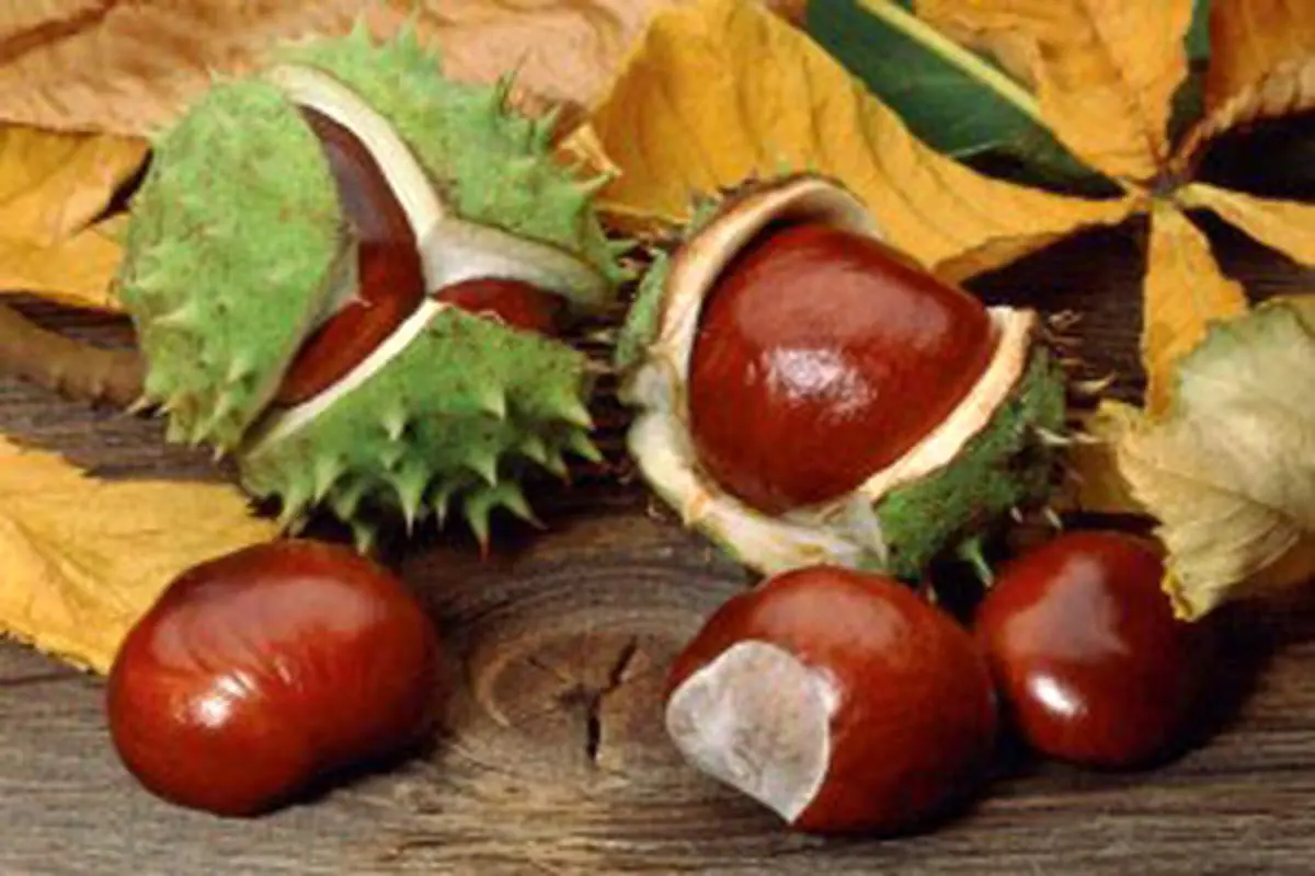 درمان و جلوگیری از پیشرفت واریس