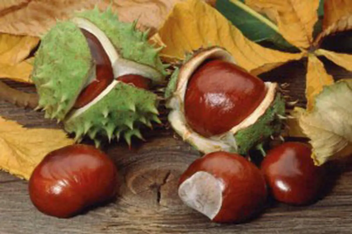 درمان و جلوگیری از پیشرفت واریس