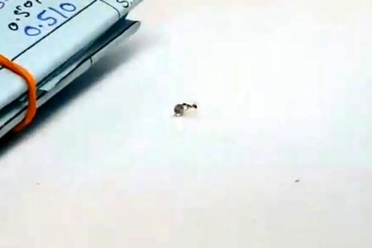 الماس دزدی یک مورچه!