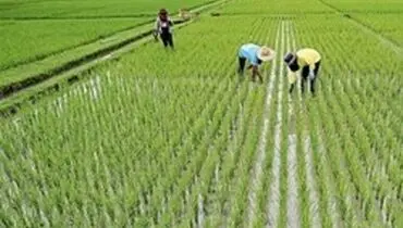 ممنوعیت واردات برنج به پایان شهریور موکول شد