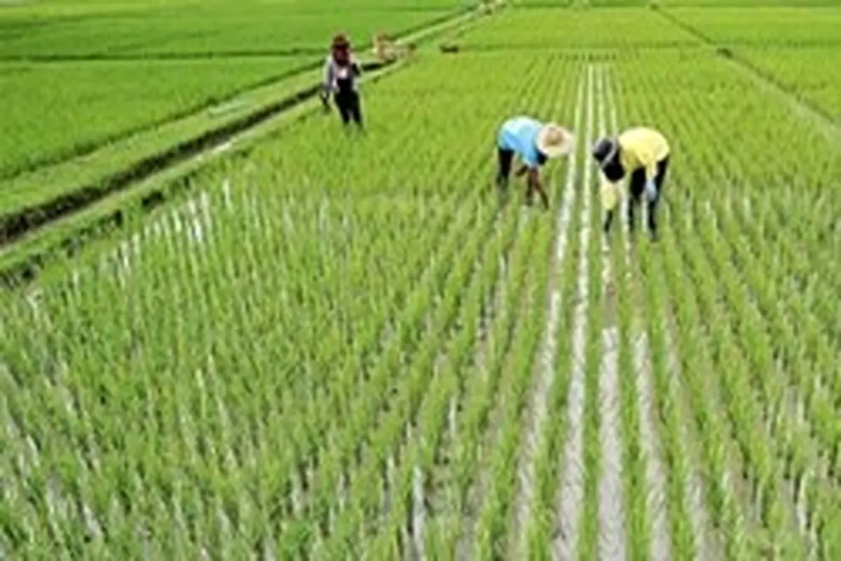 ممنوعیت واردات برنج به پایان شهریور موکول شد