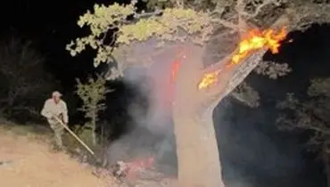 آتش سوزی در جنگل ابر تکذیب شد