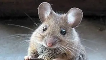 تکذیب انتقال موش‌های زنده به پایتخت