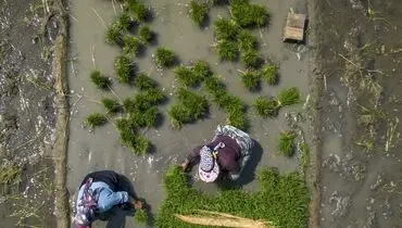 بهار، فصل نشا برنج در مازندران/ گزارش تصویری