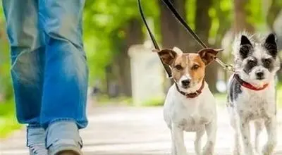 سگ گردانی در این شهرها ممنوع شد