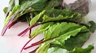  خواص و عوارض برگ چغندر