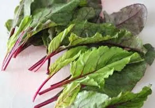  خواص و عوارض برگ تربچه