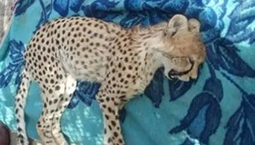 علت مرگ یوز جوان اعلام می‌شود