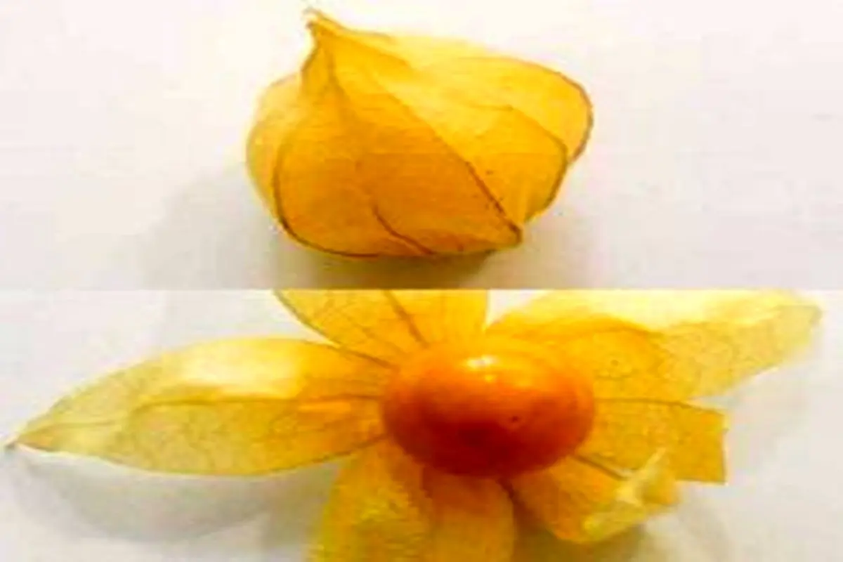 تولید میوه‌ای لاکچری در ارومیه