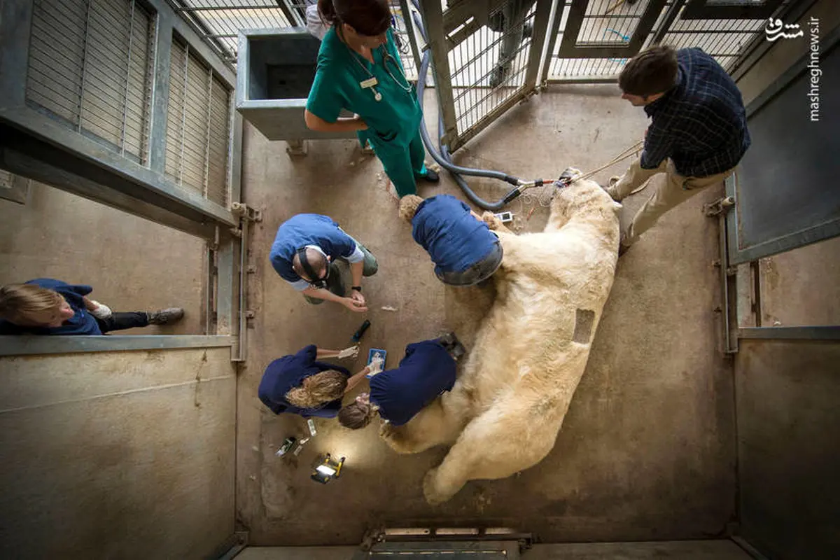 تصویری از جراحی خرس قطبی