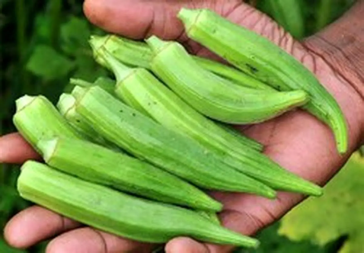 با خواص بامیه آشنا شوید