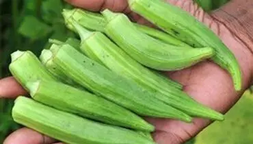 با خواص درمانی بامیه آشنا شوید