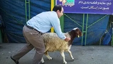 تب کریمه کنگو در کمین عید قربان
