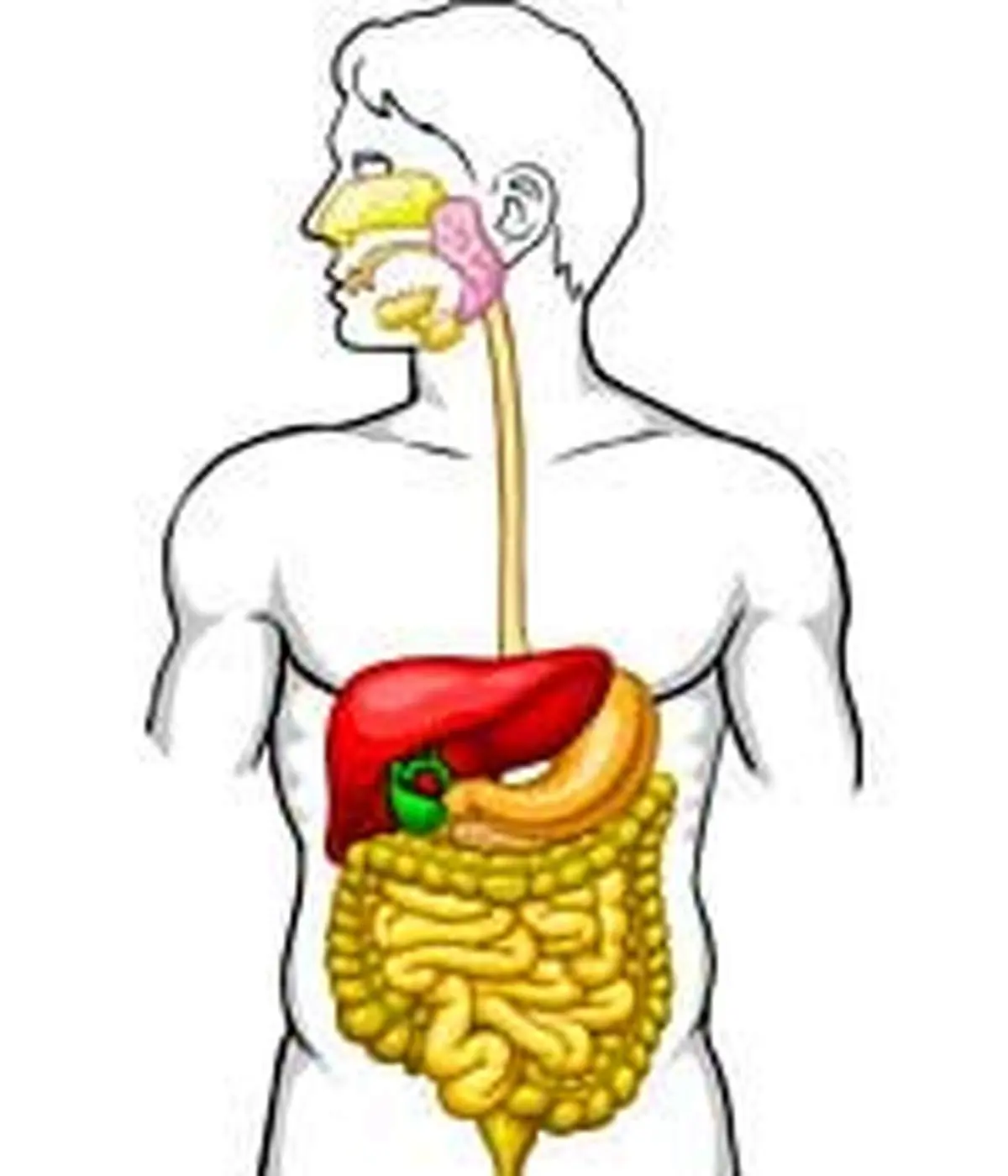 چگونه از نفخ شکم رها شویم
