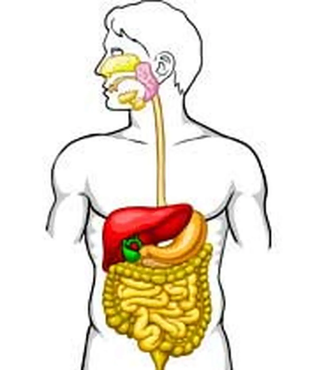 چگونه از نفخ شکم رها شویم