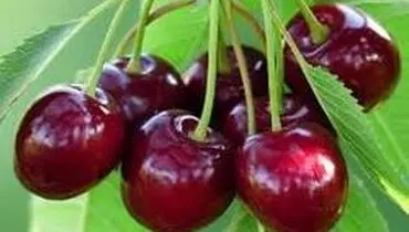 با خواص بی نظیر گیلاس آشنا شوید