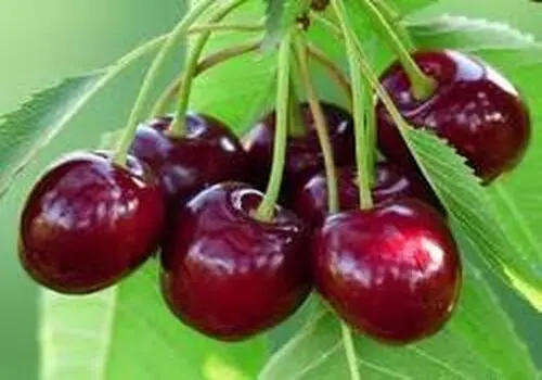 این میوه پیشرفت سرطان سینه را کُند می کند