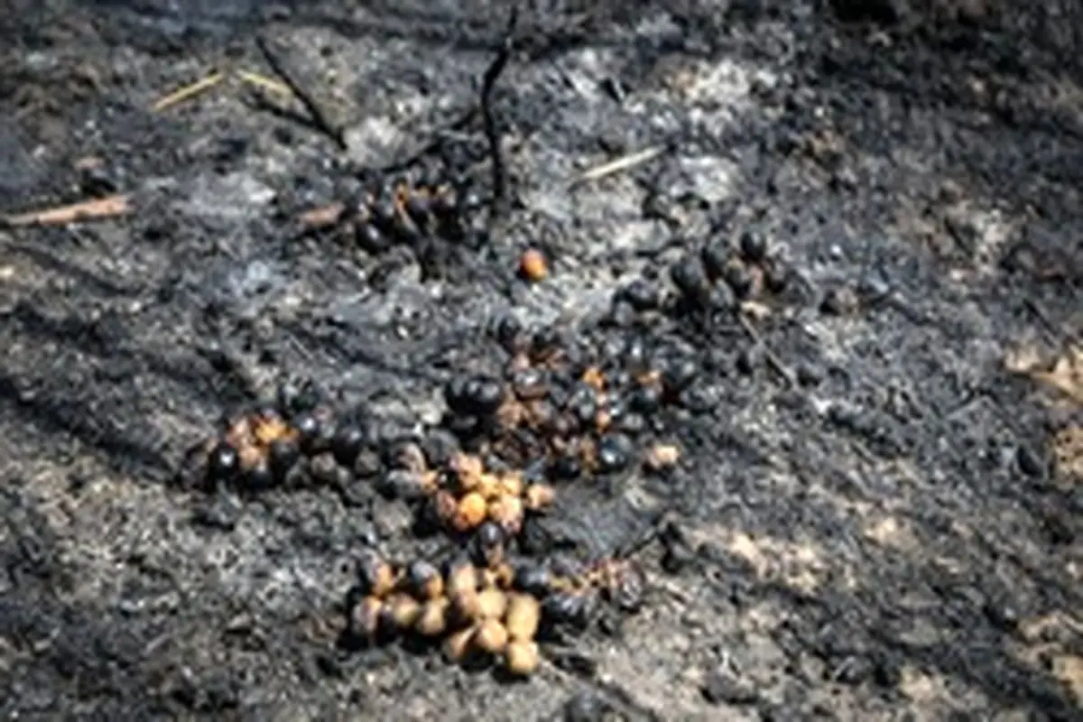 وقوع آتش‌سوزی مجدد در نخلستان‌ شادگان
