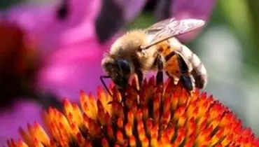 ۷ نکته عجیب درباره زنبور‌ها که شاید ندانید