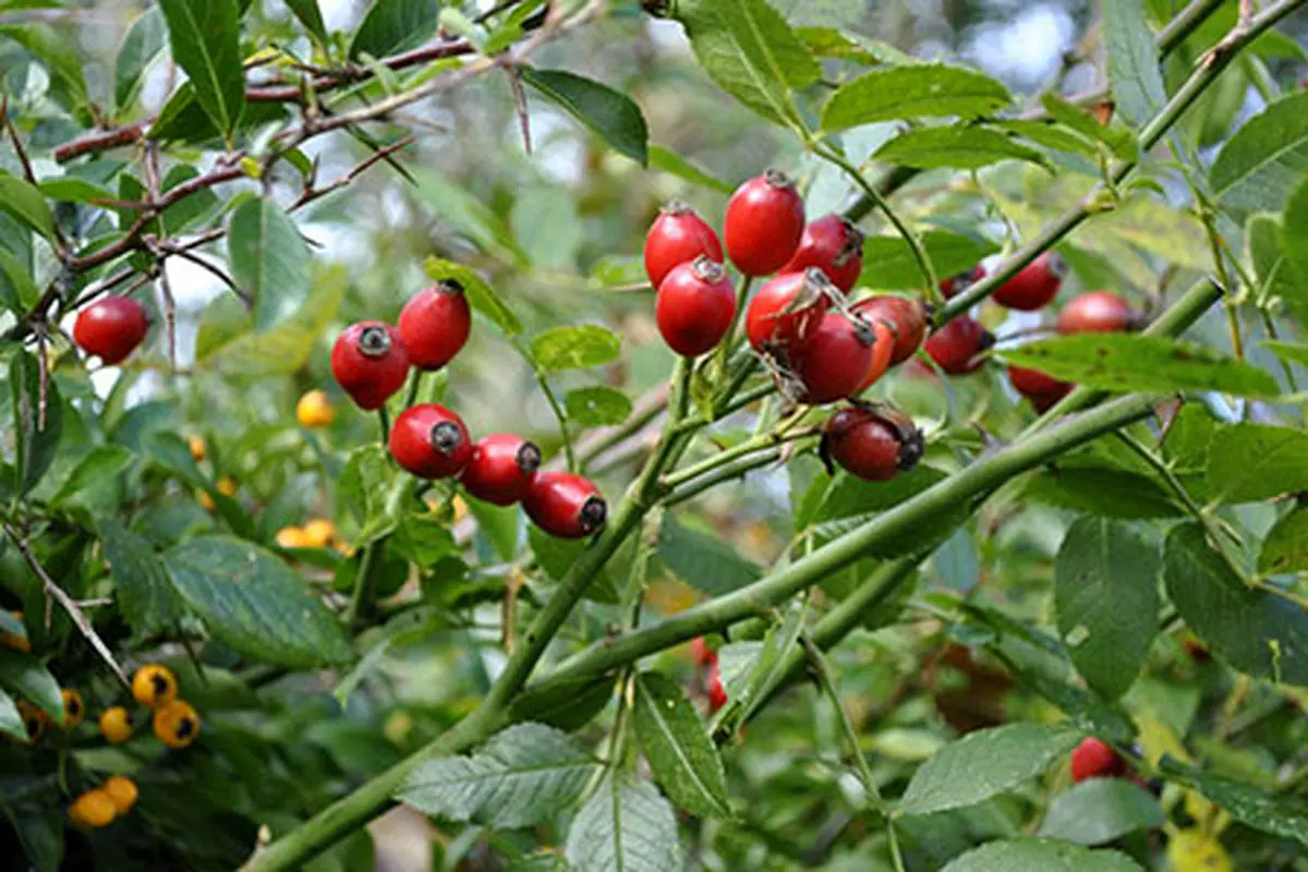 فواید میوه گل نسترن