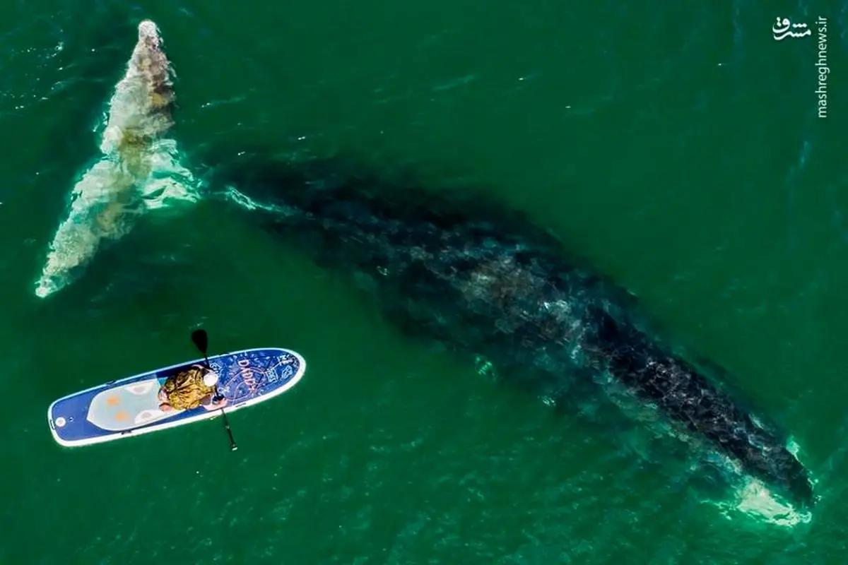 قایق‌سواری در یک قدمی نهنگ! +عکس