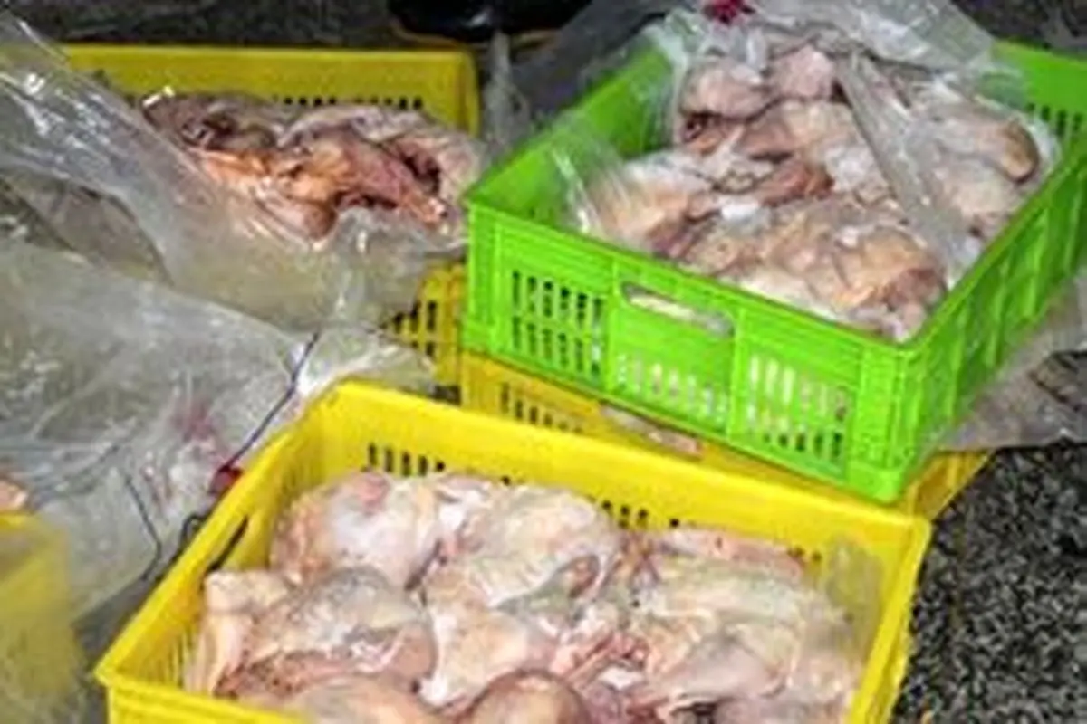 ۶ تن مرغ فاسد در شهرستان فراهان کشف شد