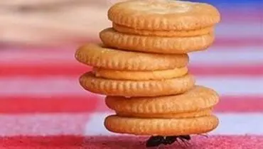 راهکار‌های خانگی برای از بین بردن مورچه‌