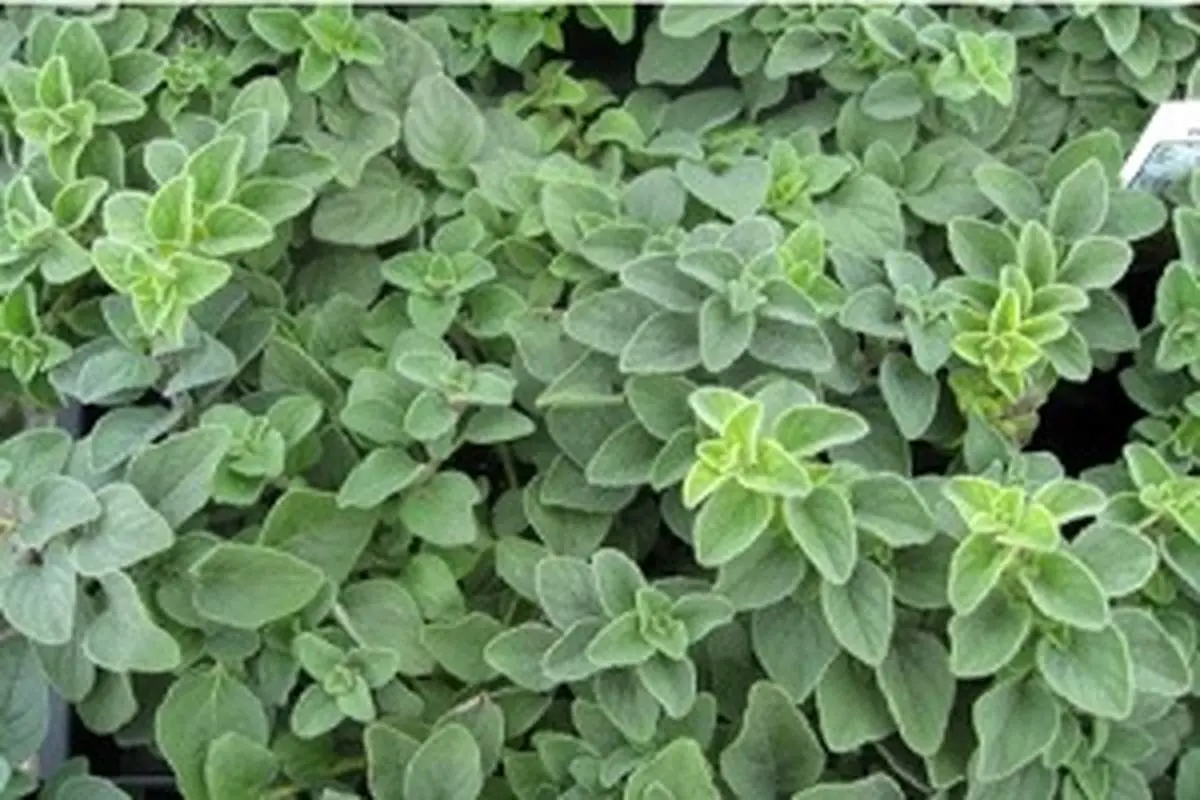 خواص پونه کوهی