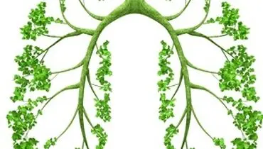 گیاهان مفید برای سلامت ریه