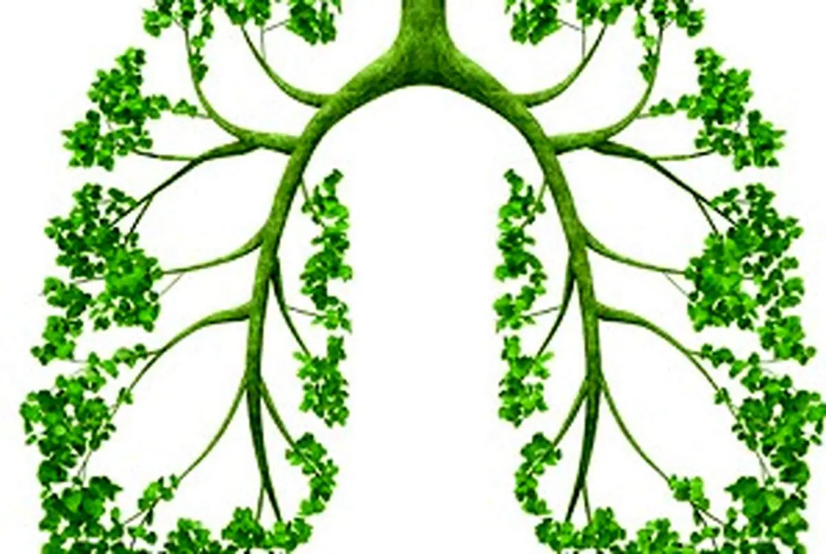 گیاهان مفید برای سلامت ریه
