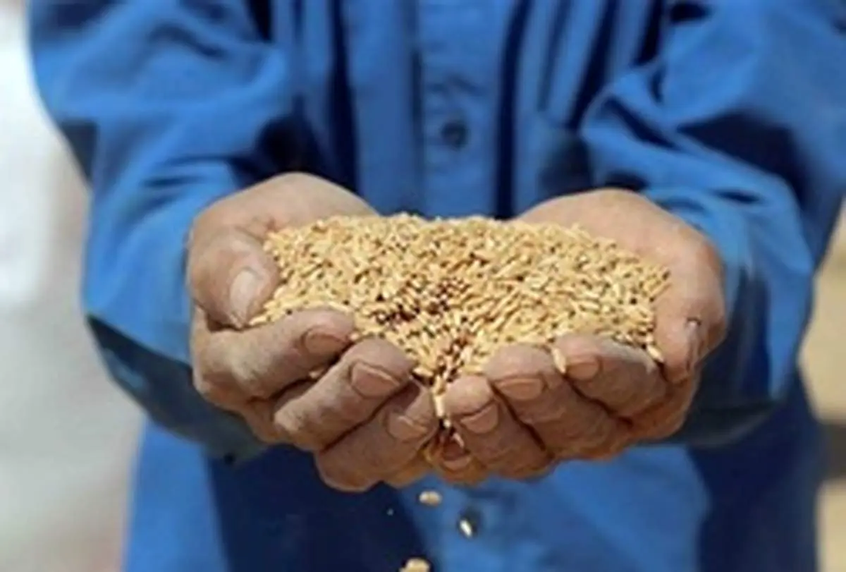 رکورد خرید تضمینی گندم شکست