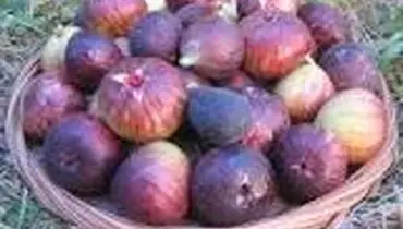 با فواید انجیر آشنا شوید