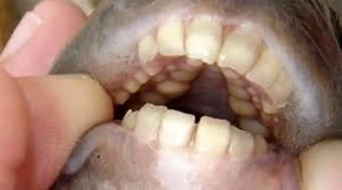 ماهی که دندانهایی شبیه به انسان دارد+عکس