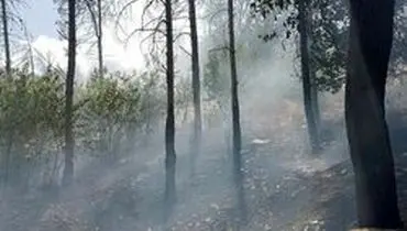 گزارش دو مورد آتش سوزی در جنگل های ایلام