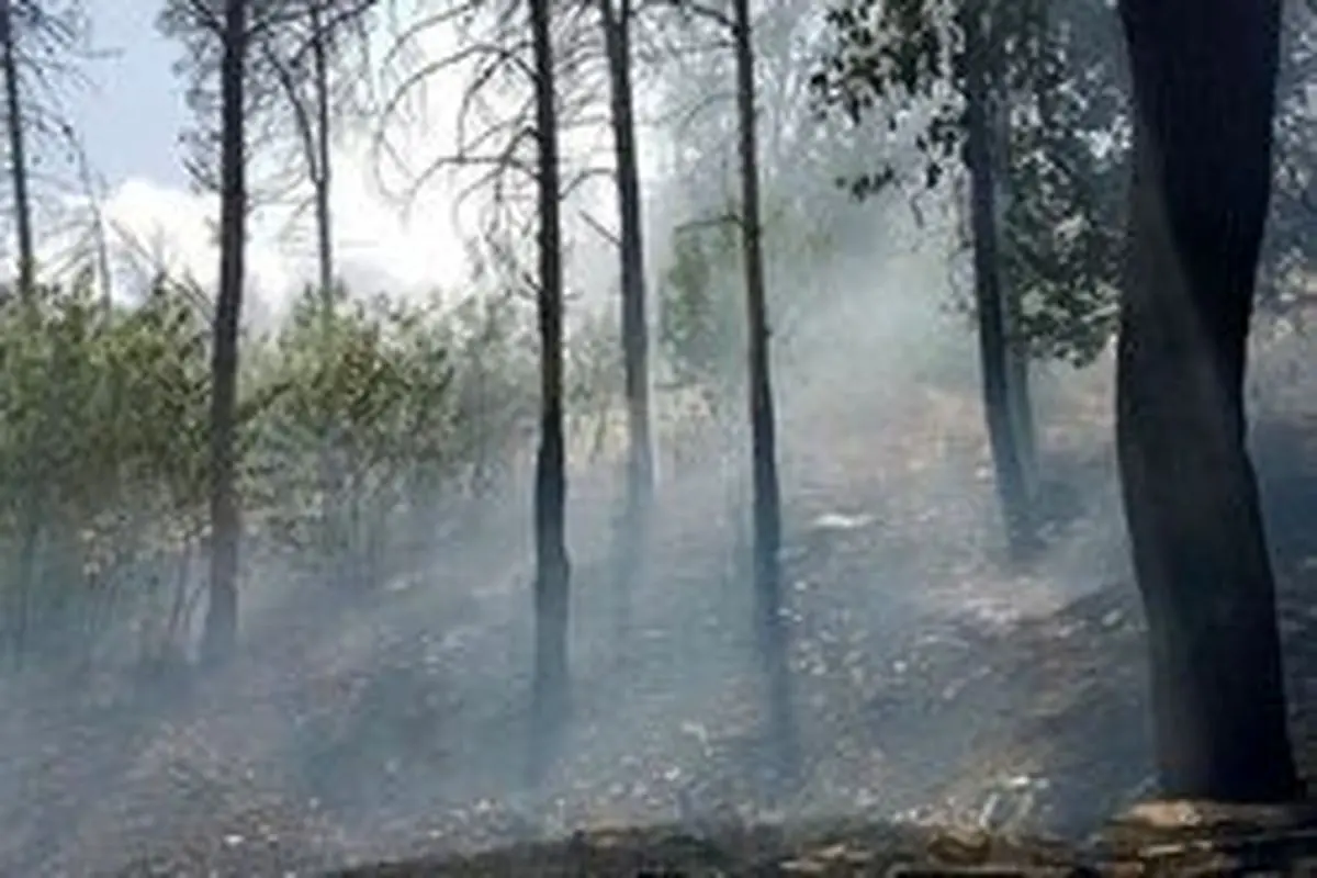 گزارش دو مورد آتش سوزی در جنگل های ایلام
