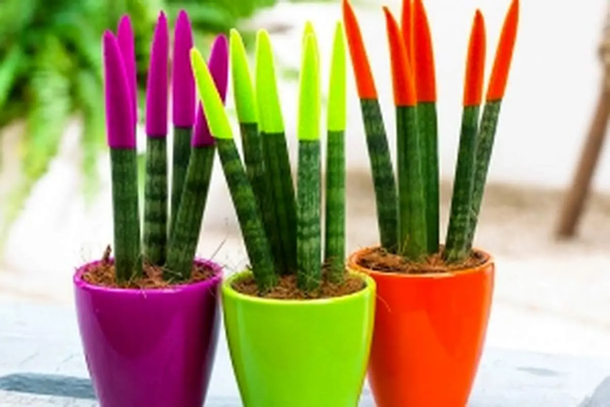 آموزش نگهداری سانسوریا مخملی یا رنگی