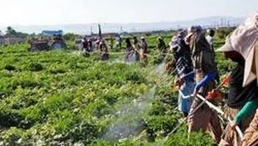 وضعیت باقیمانده سموم در سفره غذایی مردم