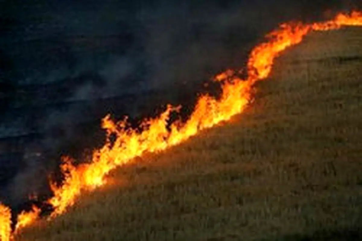 آتش سوزی در مراتع و جنگل‌های طارم