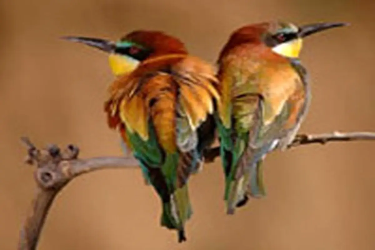 آمادگی مردان برای ازدواج