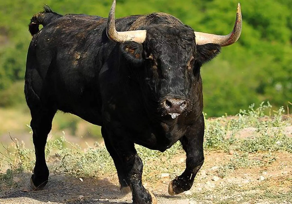 ویدیو| شوت شدن مرد بیچاره توسط گاو خشمگین