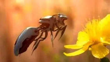 ارتش ربات‌ها به کمک زنبورها می‌آید