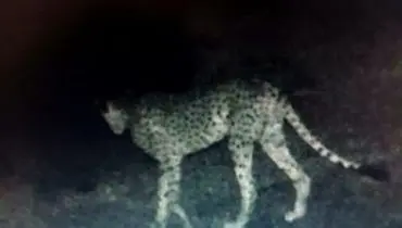 ۲ یوزپلنگ در بهاباد مشاهده شد
