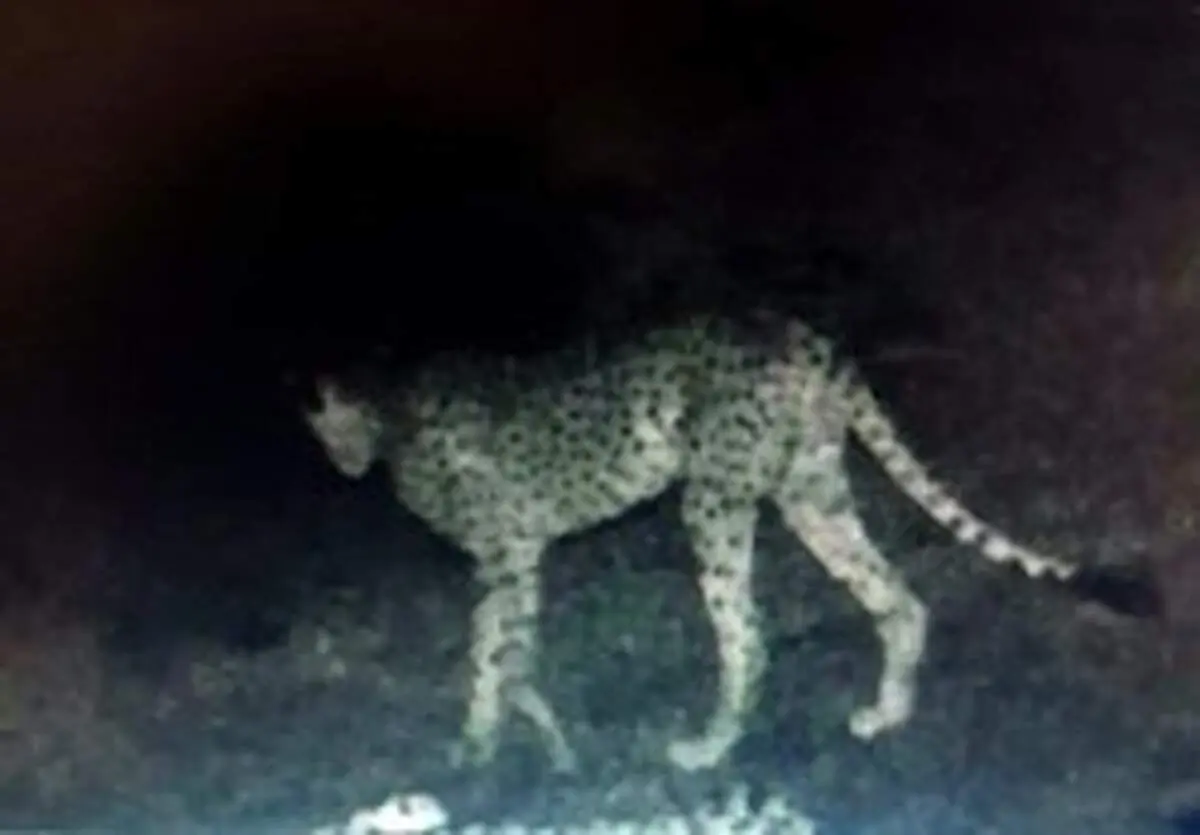 ۲ یوزپلنگ در بهاباد مشاهده شد